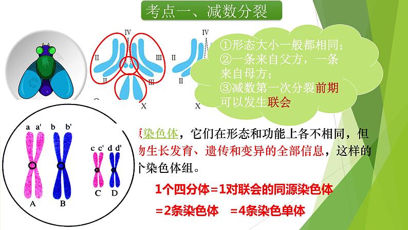 专题3 减数分裂和受精作用-备战2022年高考生物复习专题精品课件第5页