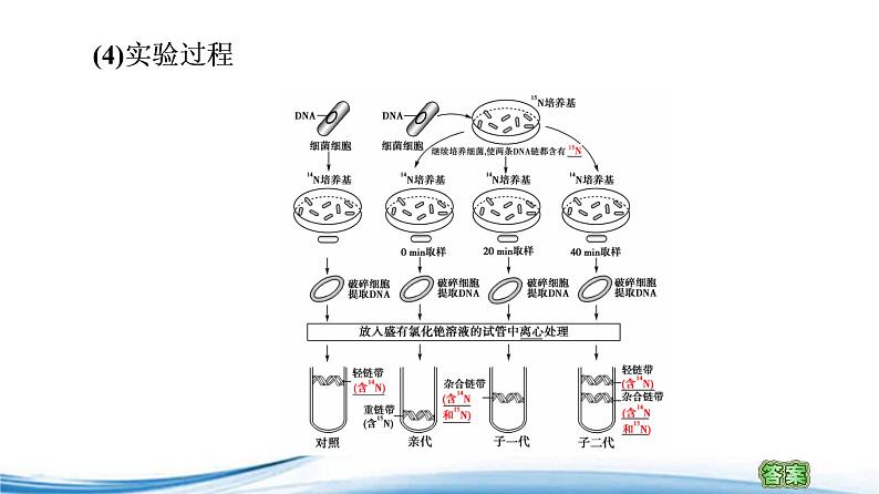 沃森和克里克解开了DNA分子结构之谜PPT课件免费下载06