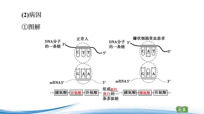 必修2生物新教材苏教版32基因突变和基因重组pptx_1605