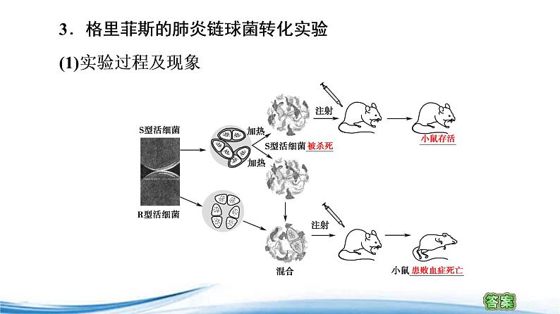 必修2生物新教材苏教版21DNA是主要的遗传物质pptx_1207