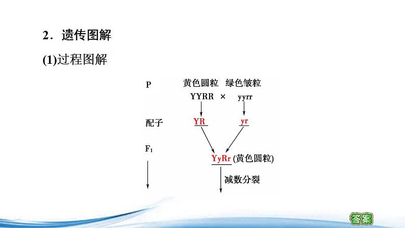 必修2生物新教材苏教版13第1课时两对相对性状的杂交实验与自由组合现象的解释pp_2课件PPT第7页