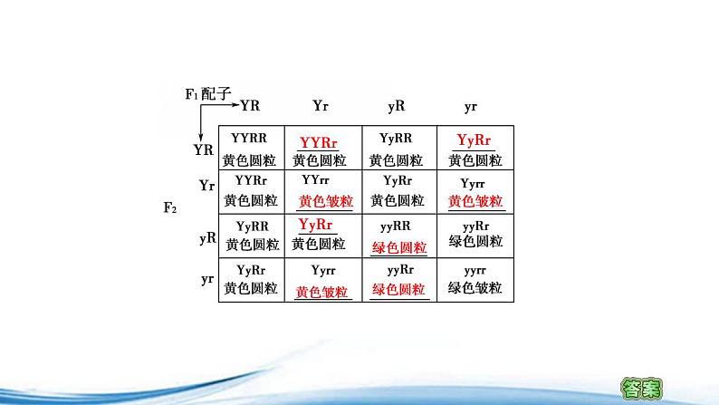 必修2生物新教材苏教版13第1课时两对相对性状的杂交实验与自由组合现象的解释pp_2课件PPT第8页