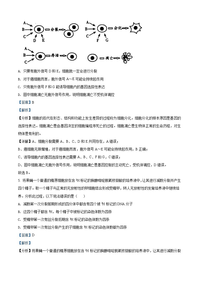 2020届山东省潍坊市高三二模生物试题03