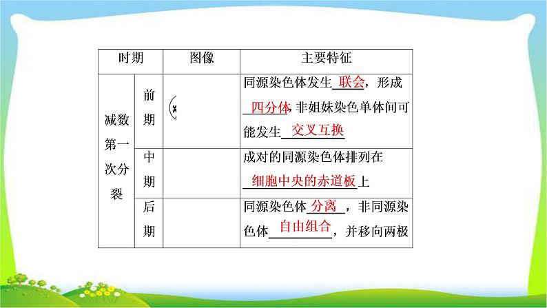 人教版高考生物总复习4.2减数分裂和受精作用完美课件PPT第6页