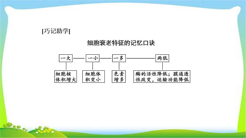 人教版高考生物总复习4.3细胞的分化、衰老、凋亡和癌变完美课件PPT08