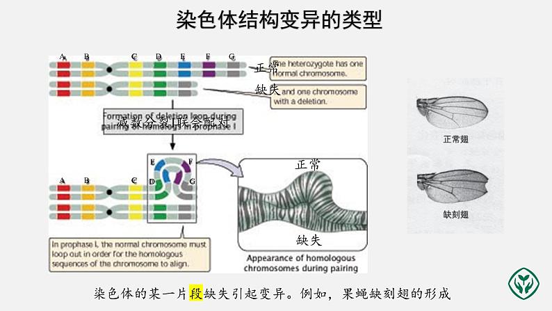 第5章第2节 染色体变异（第2课时）课件PPT第3页