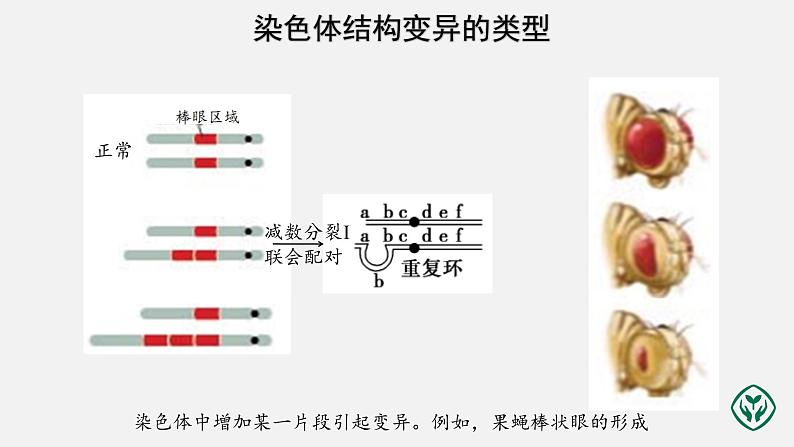 第5章第2节 染色体变异（第2课时）课件PPT第4页