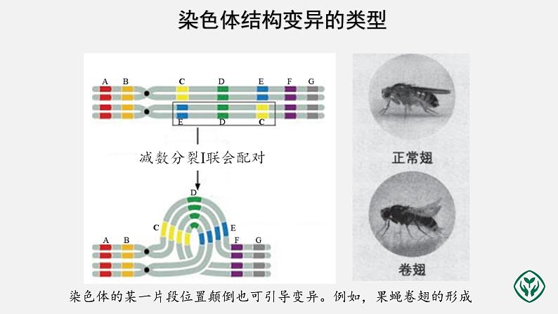 第5章第2节 染色体变异（第2课时）课件PPT第5页