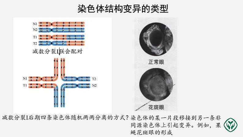 第5章第2节 染色体变异（第2课时）课件PPT第6页