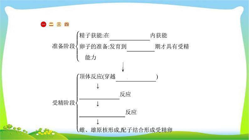 人教版高考生物总复习13.3基因工程及生物技术的安全性完美课件PPT第4页