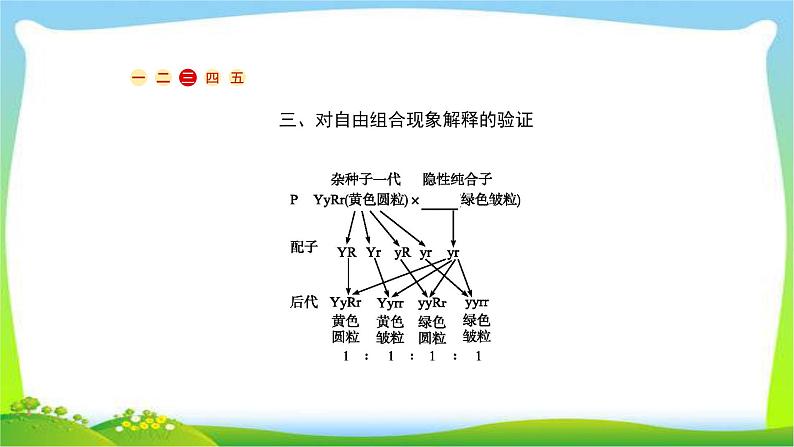 人教版高考生物总复习5.2孟德尔的豌豆杂交实验(二)完美课件PPT第5页