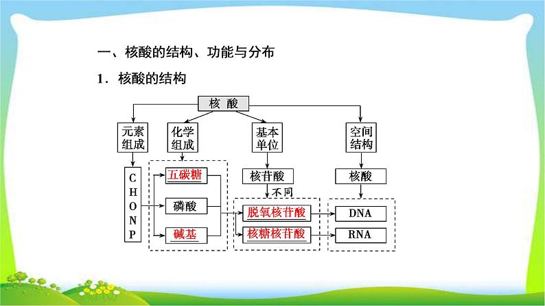 人教版高考生物总复习1.4核酸、糖类和脂质完美课件PPT04