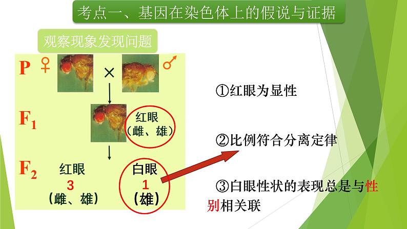 专题4 基因在染色体上和伴性遗传-备战2022年高考生物复习专题精品课件第7页