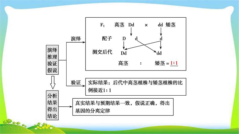 人教版高考生物总复习5.1基因的分离定律完美课件PPT第8页