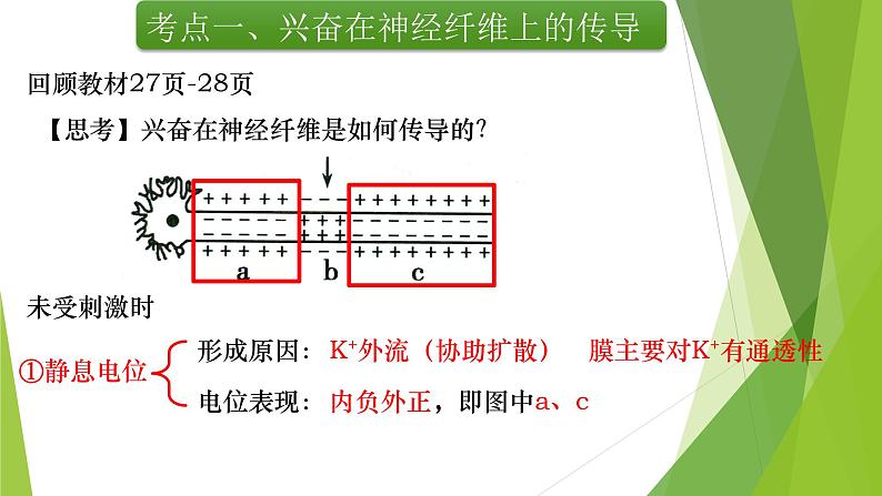 专题12 神经调节(第二课时)-备战2022年高考生物复习专题精品课件第3页