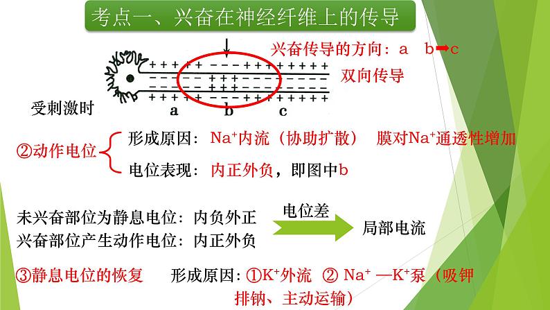 专题12 神经调节(第二课时)-备战2022年高考生物复习专题精品课件第4页