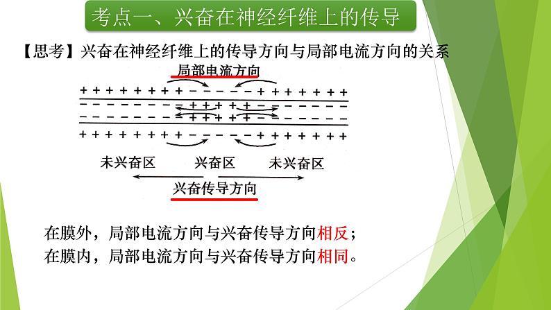 专题12 神经调节(第二课时)-备战2022年高考生物复习专题精品课件第5页