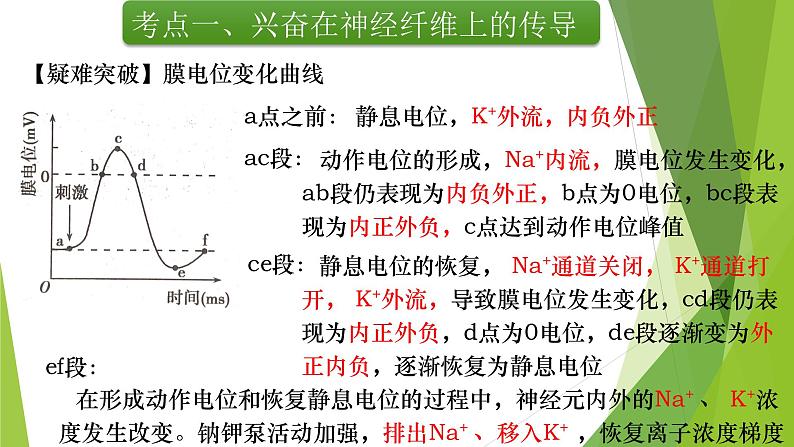 专题12 神经调节(第二课时)-备战2022年高考生物复习专题精品课件第6页