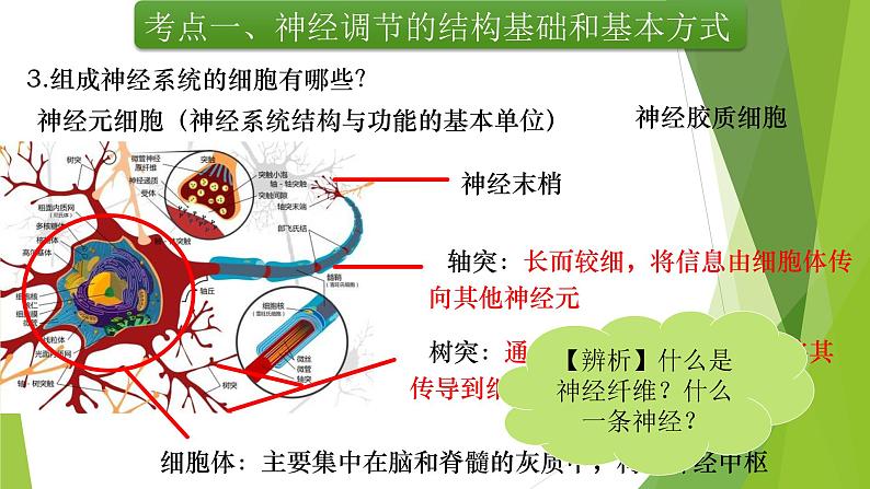 专题12 神经调节(第一课时)-备战2022年高考生物复习专题精品课件第7页