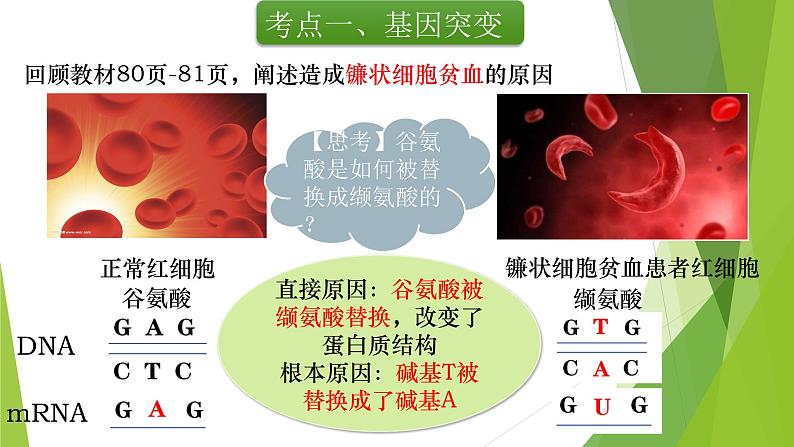 专题8 基因突变与基因重组-备战2022年高考生物复习专题精品课件第5页