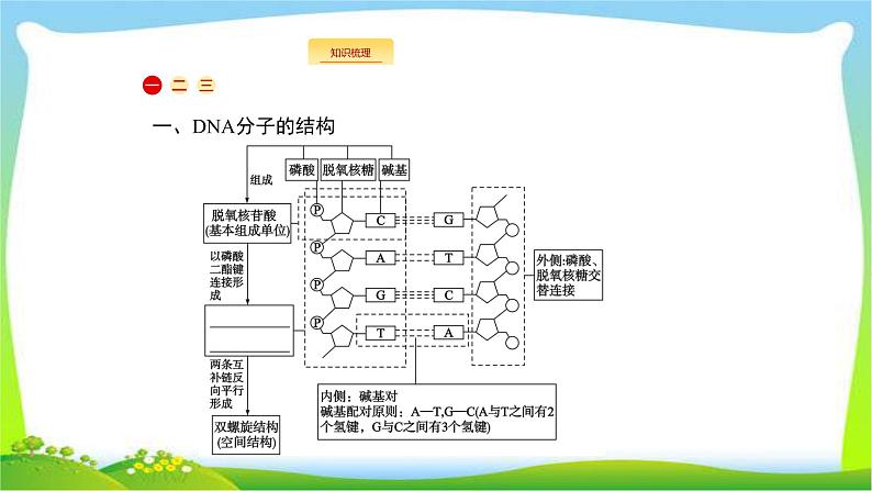 人教版高考生物总复习7.2DNA分子的结构和复制完美课件PPT第2页