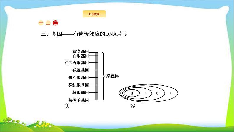 人教版高考生物总复习7.2DNA分子的结构和复制完美课件PPT第7页