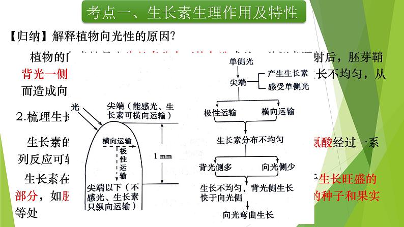 专题15 植物生命活动的调节(第一课时)-备战2022年高考生物复习专题精品课件第7页