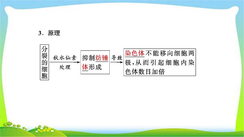 人教版高考生物总复习7.3从杂交育种到基因工程完美课件PPT第8页