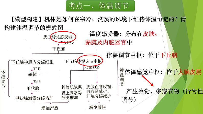 专题13 体液调节(第二课时)-备战2022年高考生物复习专题精品课件第4页