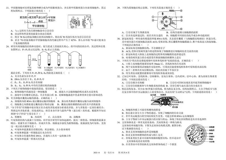 2021-2022学年四川省成都市树德中学高一上学期11月阶段性测试（期中）生物试题 PDF版第3页