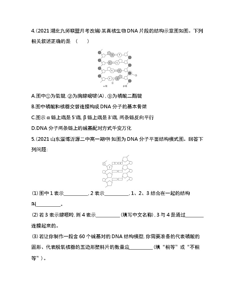第2节　DNA的结构-2022版生物必修第二册人教版（2019） 同步练习 （Word含解析）02