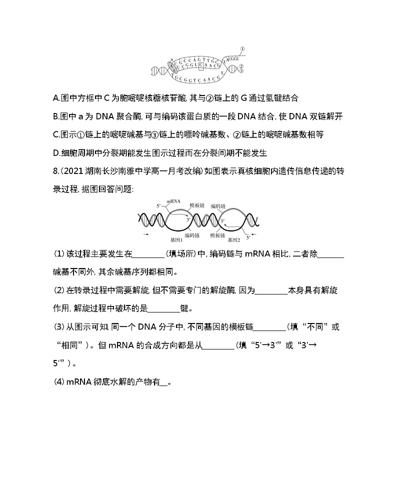 第1节　基因指导蛋白质的合成-2022版生物必修第二册人教版（2019） 同步练习 （Word含解析）第3页