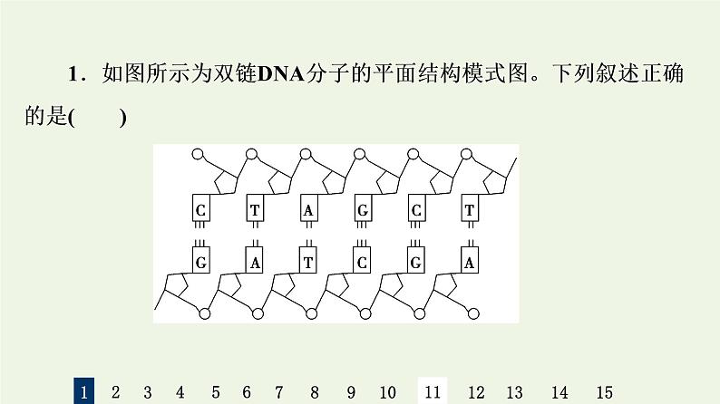 高考生物一轮复习课后集训19DNA分子的结构复制与基因的本质课件03