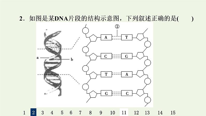 高考生物一轮复习课后集训19DNA分子的结构复制与基因的本质课件06