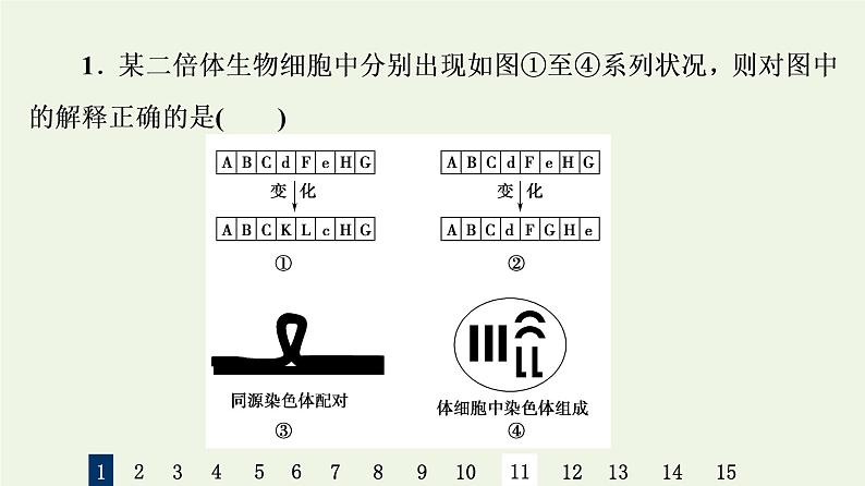 高考生物一轮复习课后集训22染色体变异与生物育种课件第3页