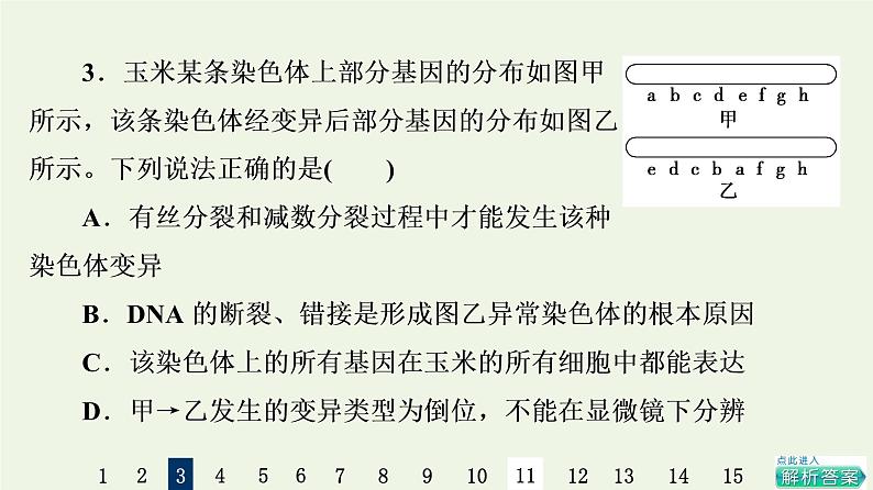 高考生物一轮复习课后集训22染色体变异与生物育种课件第8页