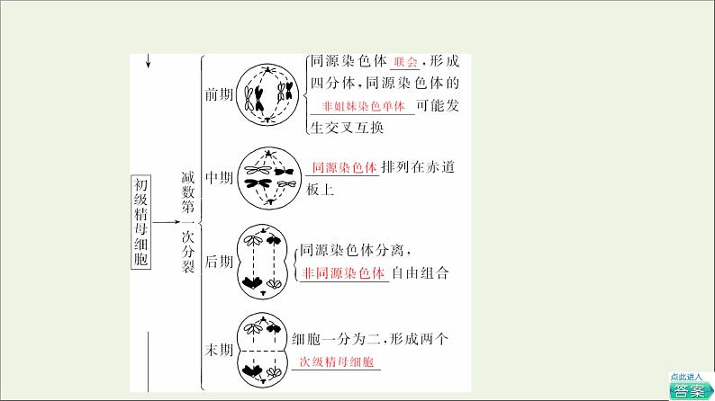 高考生物一轮复习第4单元细胞的生命历程第2讲减数分裂和受精作用课件07