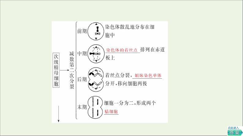 高考生物一轮复习第4单元细胞的生命历程第2讲减数分裂和受精作用课件08