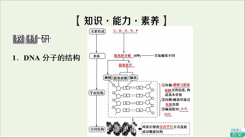 高考生物一轮复习第6单元遗传的分子基础第2讲DNA分子的结构复制与基因的本质课件05