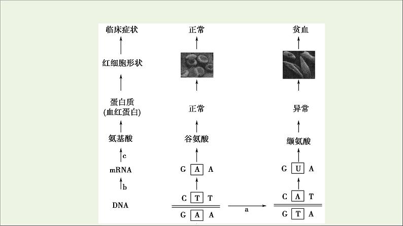 高考生物一轮复习第7单元生物的变异育种与进化第1讲基因突变和基因重组课件06