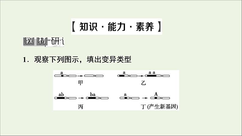 高考生物一轮复习第7单元生物的变异育种与进化第2讲染色体变异与生物育种课件第5页