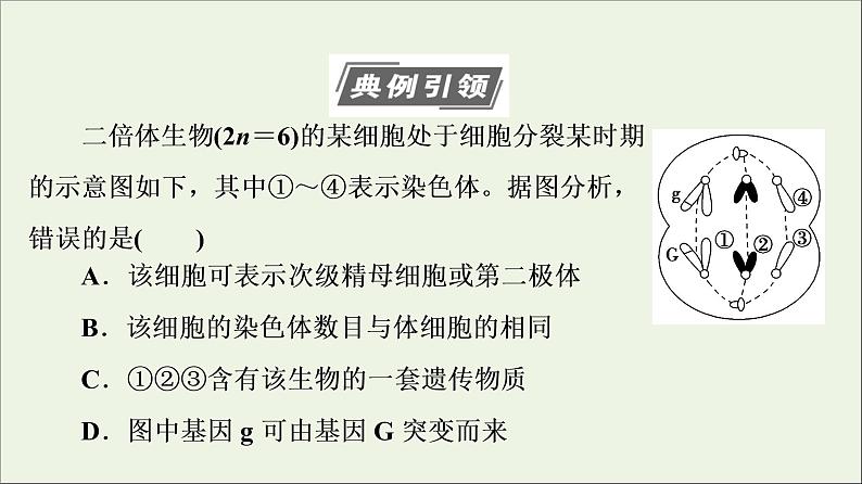 高考生物一轮复习第7单元生物的变异育种与进化素养加强课7变异与细胞分裂和遗传定律的综合课件03