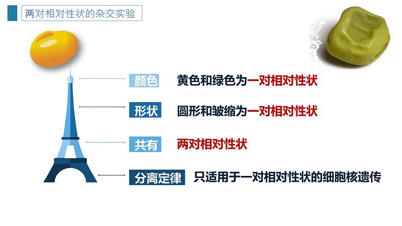 1.2 孟德尔的豌豆杂交实验（二）课件【新教材】2020-2021学年高一生物人教版（2019）必修二第6页