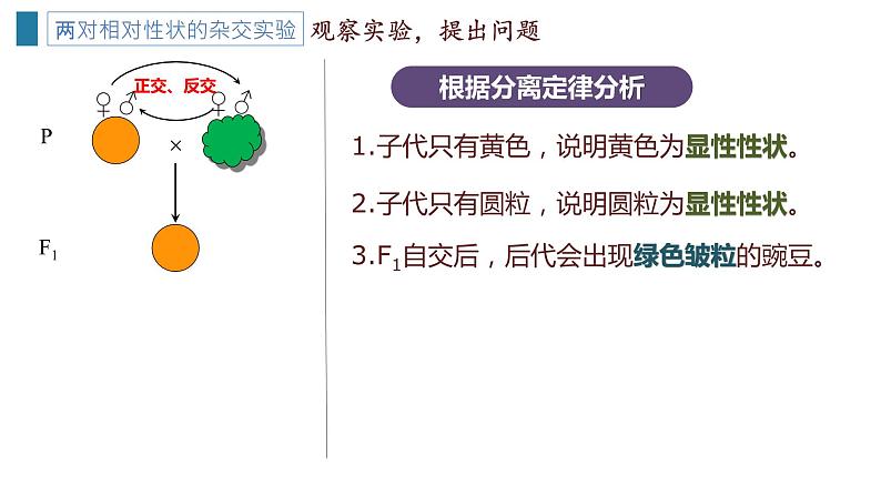 1.2 孟德尔的豌豆杂交实验（二）课件【新教材】2020-2021学年高一生物人教版（2019）必修二第8页