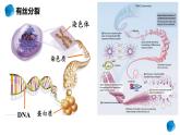 2.1.1 减数分裂 课件【新教材】2020-2021学年高一生物人教版（2019）必修二