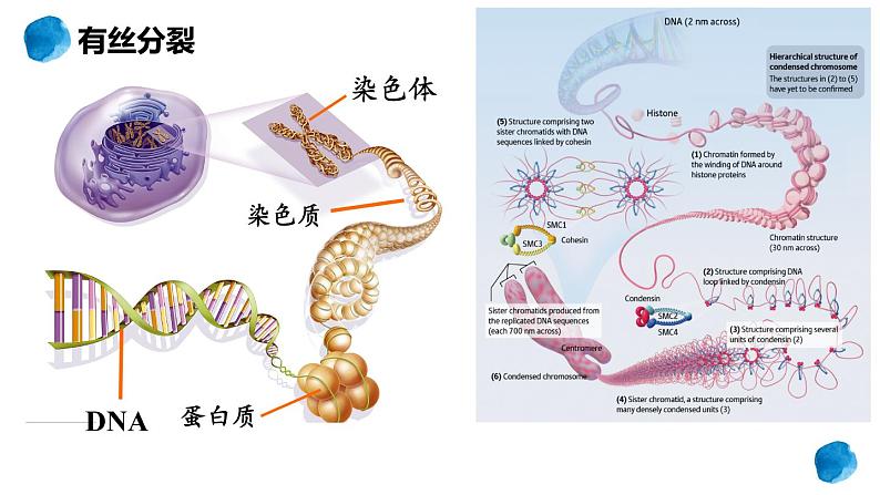 2.1.1 减数分裂 课件【新教材】2020-2021学年高一生物人教版（2019）必修二03