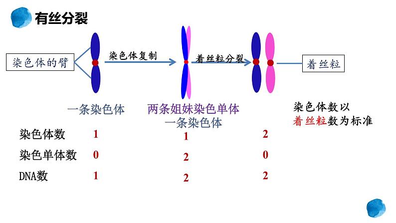 2.1.1 减数分裂 课件【新教材】2020-2021学年高一生物人教版（2019）必修二04