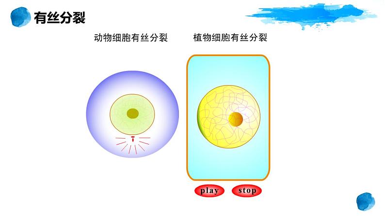 2.1.1 减数分裂 课件【新教材】2020-2021学年高一生物人教版（2019）必修二05