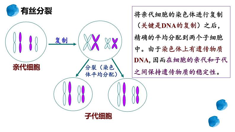 2.1.1 减数分裂 课件【新教材】2020-2021学年高一生物人教版（2019）必修二06