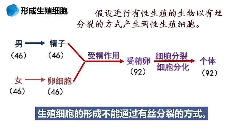 2.1.1 减数分裂 课件【新教材】2020-2021学年高一生物人教版（2019）必修二07